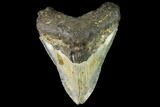Fossil Megalodon Tooth - North Carolina #109530-1